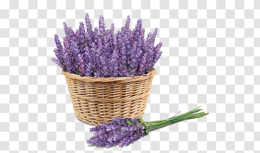 Sunscreen Lavender Face Skin Price - Herbal Distillate - Purple Transparent PNG