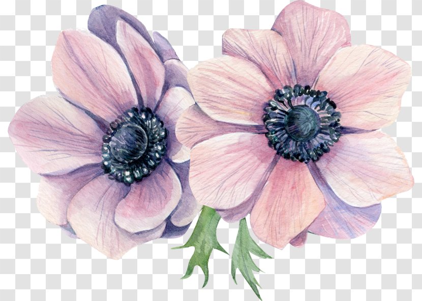 Anemone Watercolor Painting Stock Illustration Flower - Floral Design Transparent PNG
