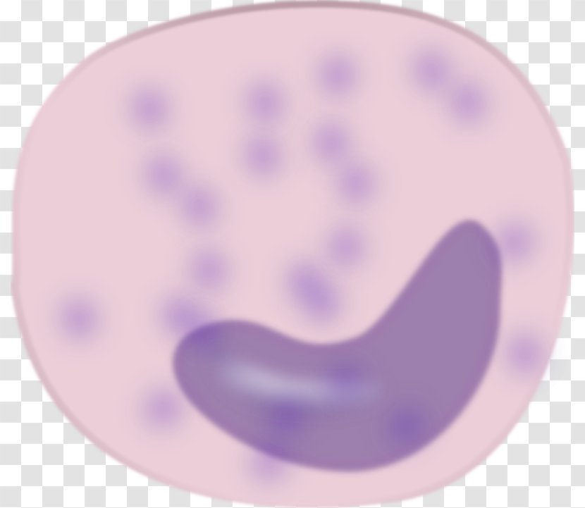 Monocyte White Blood Cell Immune System - Lilac Transparent PNG