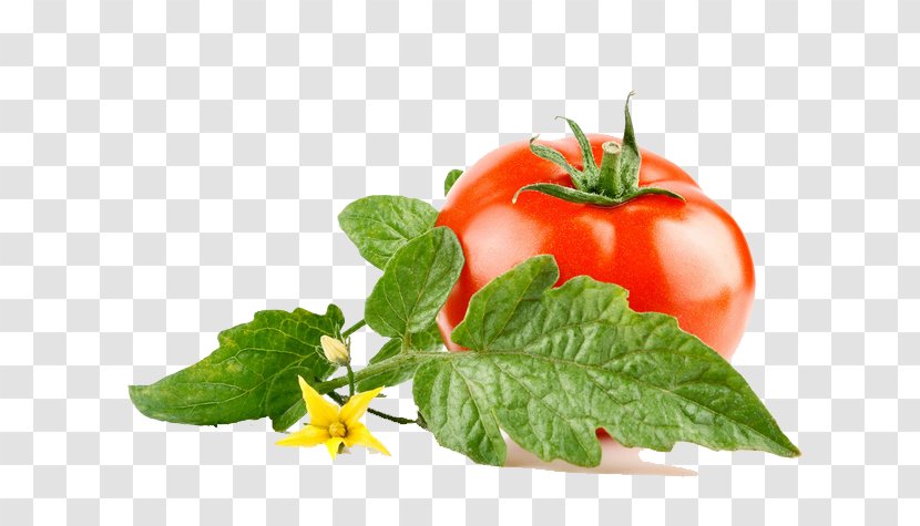 Tomato Paste Vegetable Lettuce Canning Transparent PNG