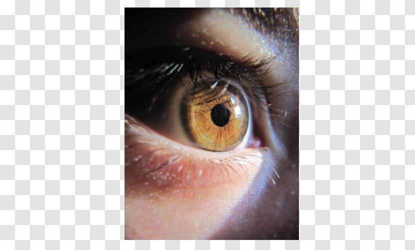 Light Human Eye Iris Iridology - Frame - Bright Eyes Transparent PNG