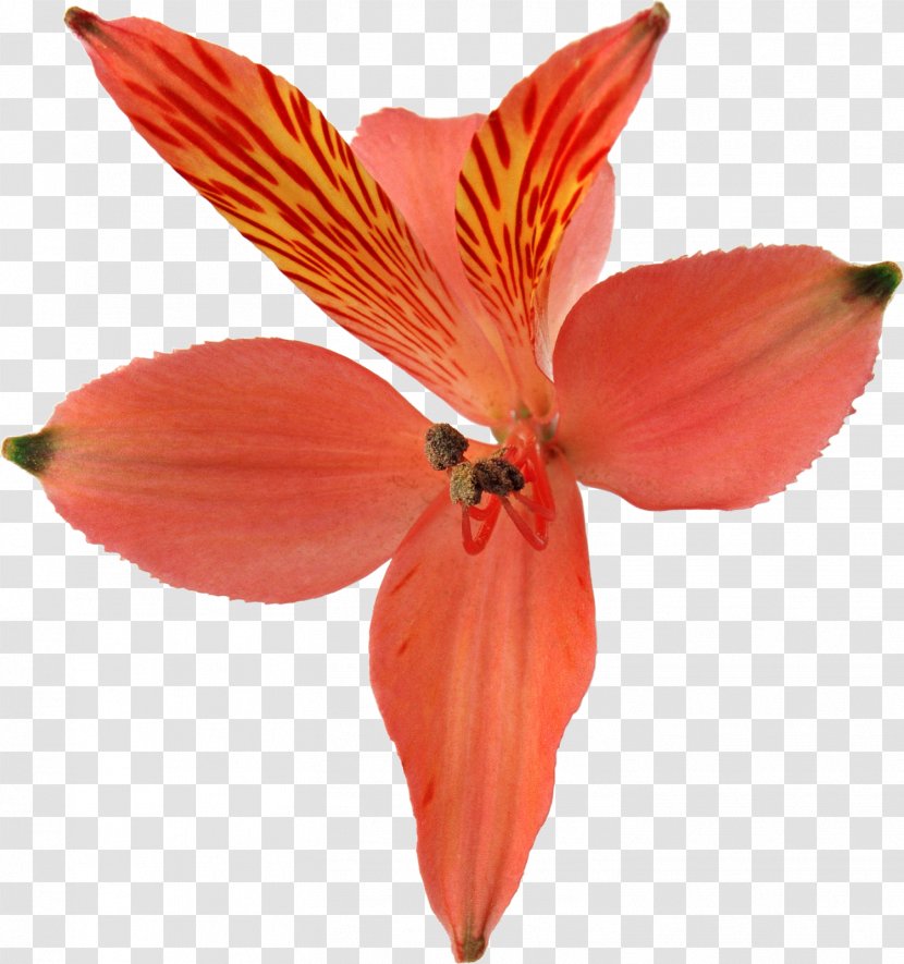 Orchids Flower Clip Art - Lily Transparent PNG