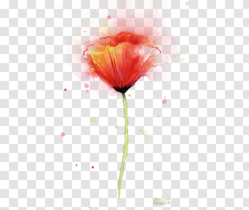 Poppy Art Watercolor Painting Paper - Rose Family - Red Flower Watercolour Transparent PNG