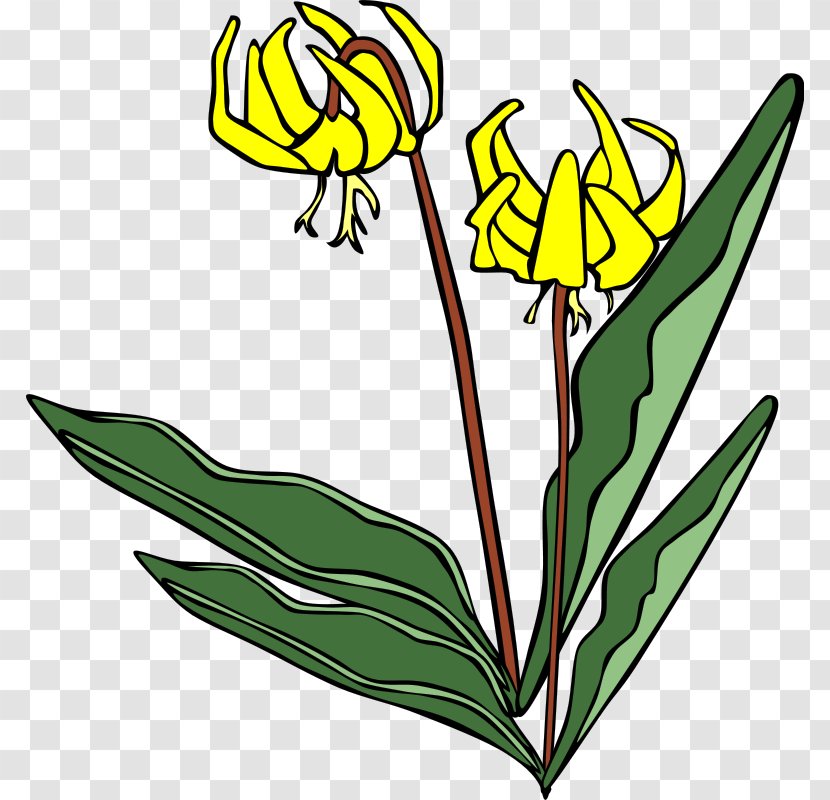 Flower Lilium Clip Art - Royaltyfree Transparent PNG