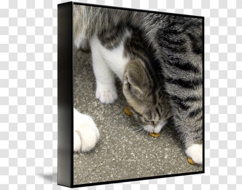 Whiskers European Shorthair Kitten Domestic Short-haired Cat Tabby Transparent PNG
