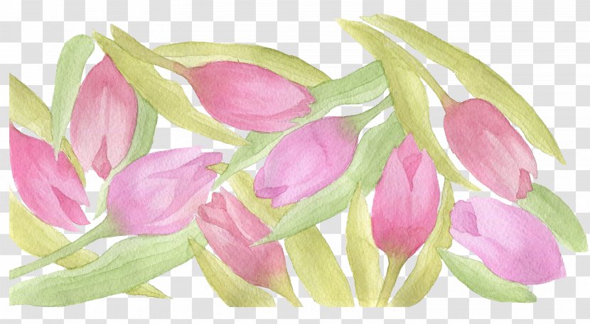 Tulip Watercolor Painting - Petal - Shading Transparent PNG