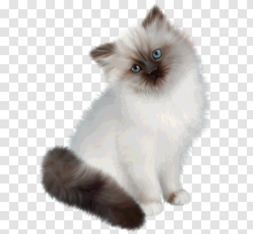 Ragdoll Persian Cat Siamese Birman Himalayan - Domestic Long Haired - CARTELES Transparent PNG