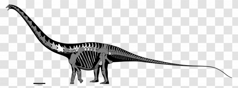 Amphicoelias Dinheirosaurus Supersaurus Diplodocus Morrison Formation - Sauropodomorpha - Brachiosaurus Transparent PNG