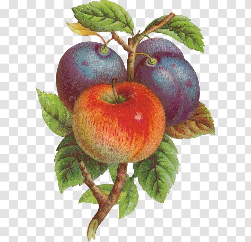 Apple Paper Bokmärke Peach Fruit Transparent PNG