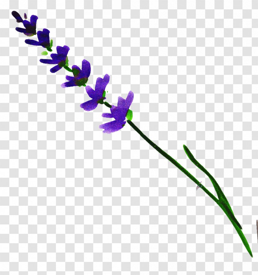 Lavender - Plant Stem - Lavandula Dentata Transparent PNG