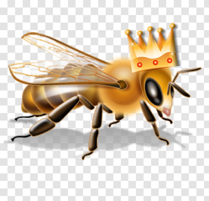 Bee Insecticide Pesticide Neonicotinoid - United States Environmental Protection Agency - Honey Transparent PNG