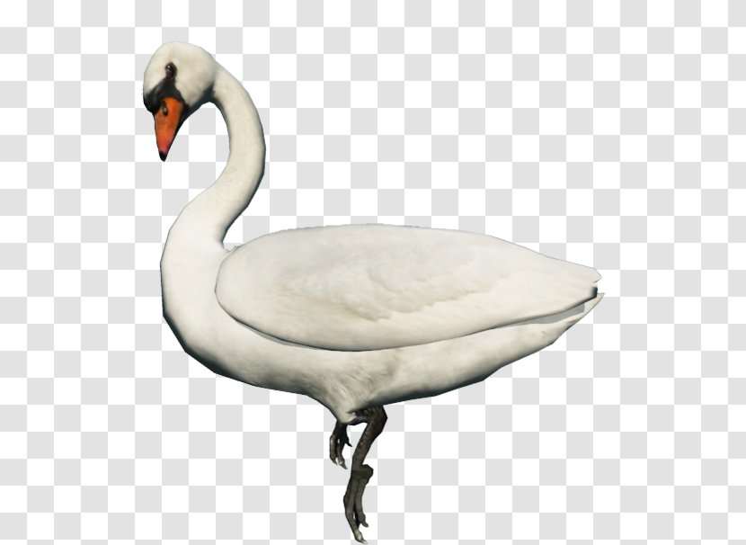 Cygnini Domestic Goose Duck Animal - Neck Transparent PNG
