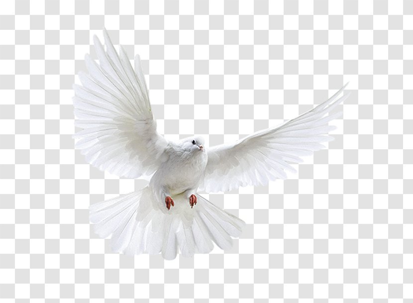 Columbidae Domestic Pigeon Bird Flight - Beak - White Dove Transparent PNG