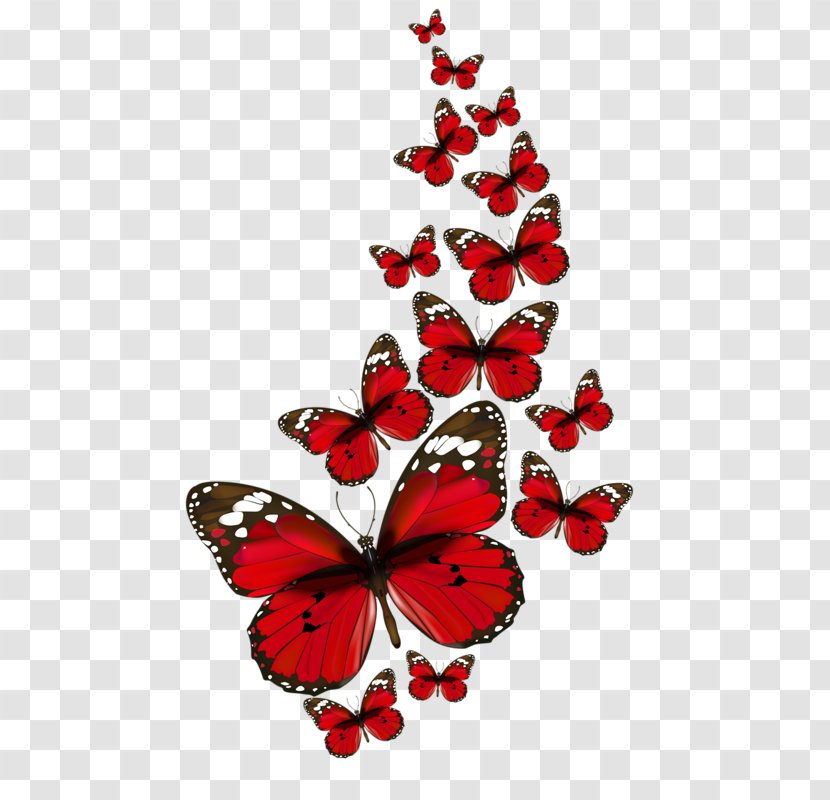 Butterfly Papillon Dog Clip Art - Drawing Transparent PNG