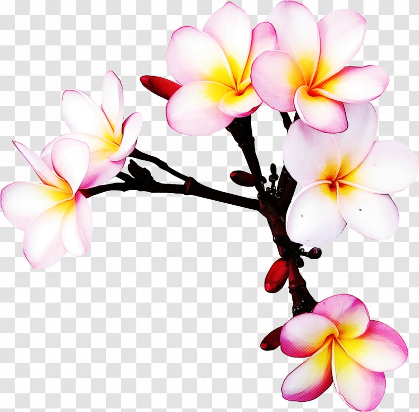 Flower Frangipani Petal Plant Branch - Moth Orchid - Blossom Transparent PNG