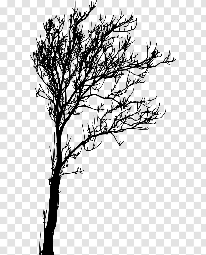 Twig Tree Branch Transparent PNG
