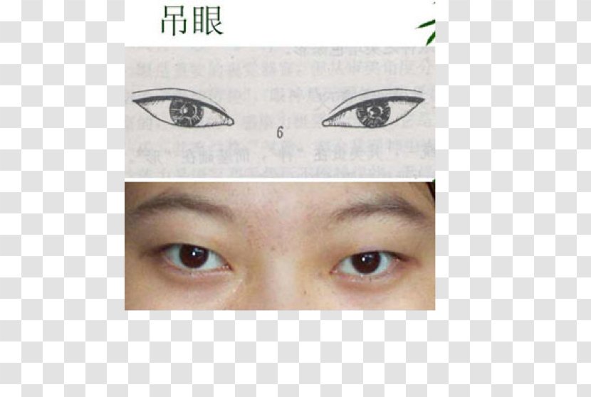 Eye Liner Cosmetics Shadow Face - Frame - Realistic Sketch Transparent PNG
