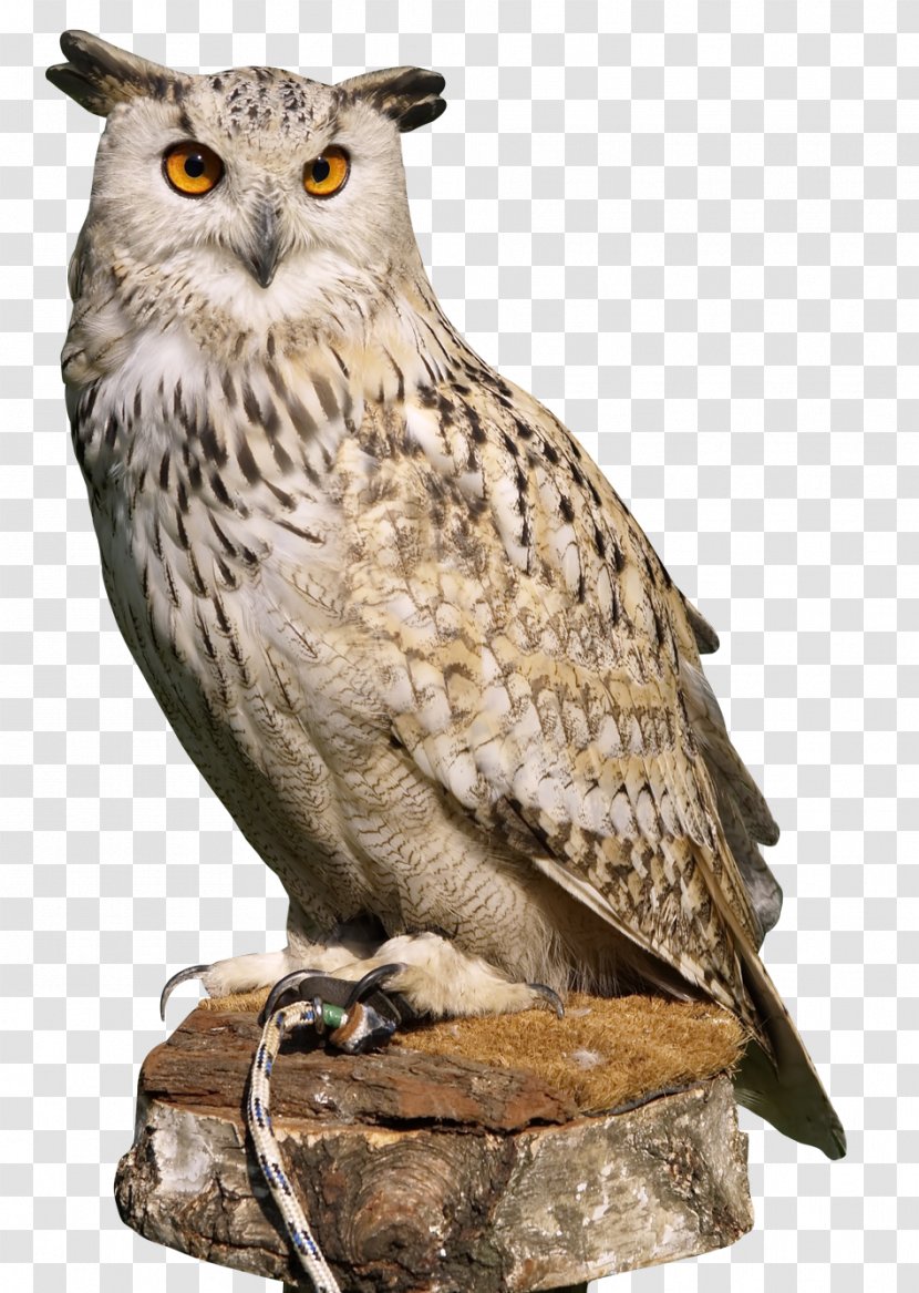 Owl - Bird Of Prey - Falcon Transparent PNG