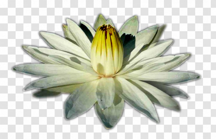 Praxis Book Meditation Concept Experience - Nymphaea Lotus - Egyptian Transparent PNG