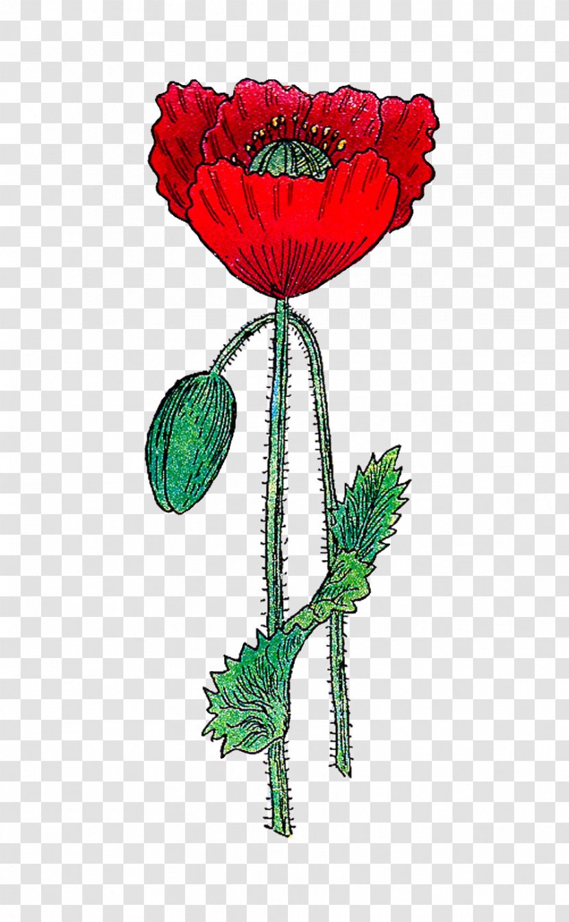 Remembrance Poppy Common Clip Art - Seed Plant Transparent PNG