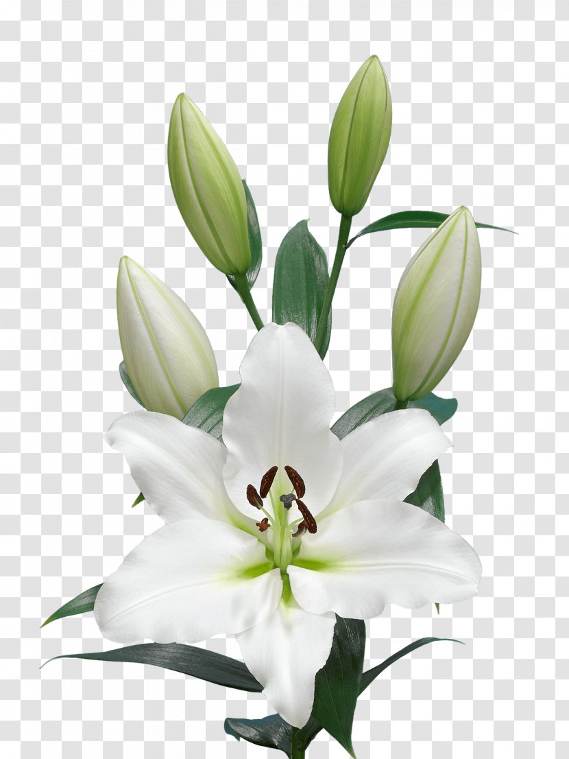 White Lily Flower - Tulip - Order Pedicel Transparent PNG