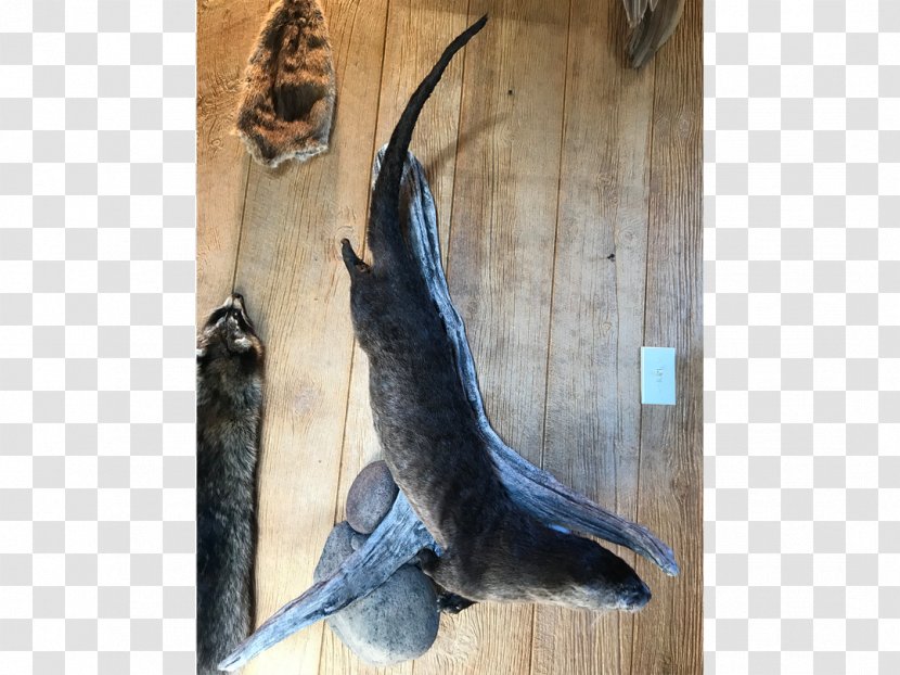 Black Creek Taxidermy Author Otter Sheep - Otters Transparent PNG