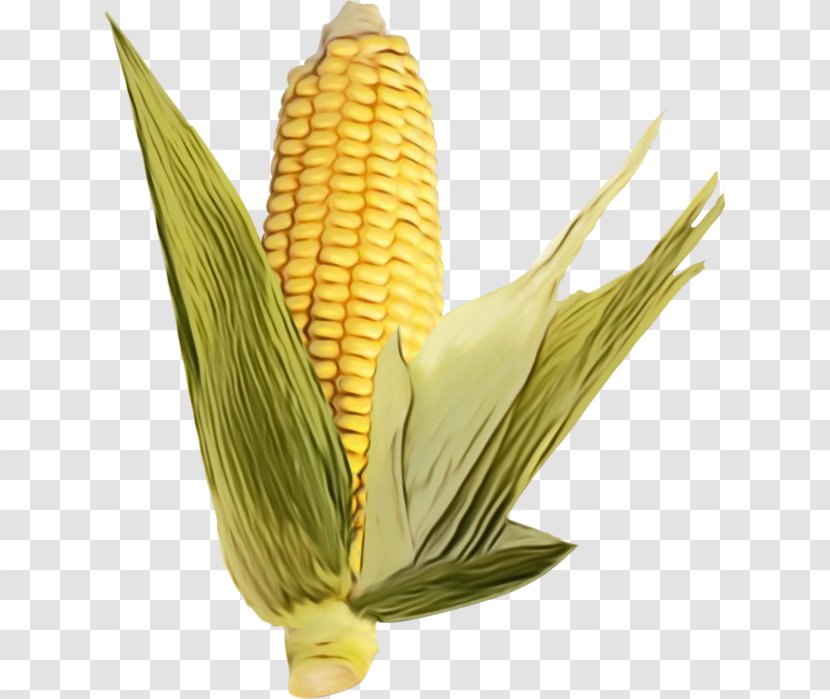 Corn On The Cob Kernels Sweet - Vegetable Plant Transparent PNG