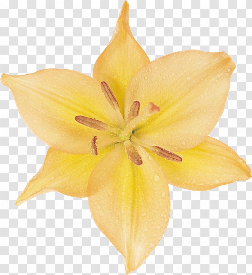 Amaryllis Cut Flowers Petal Daylily Close-up - Peach - Flowering Plant Transparent PNG