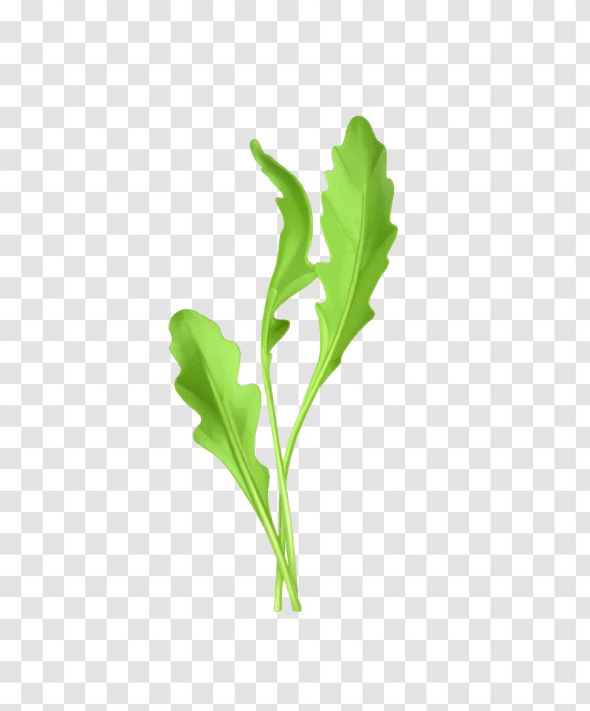 Arugula Euclidean Vector Vegetable Illustration - Royaltyfree - Cartoon Chrysanthemum Image Transparent PNG