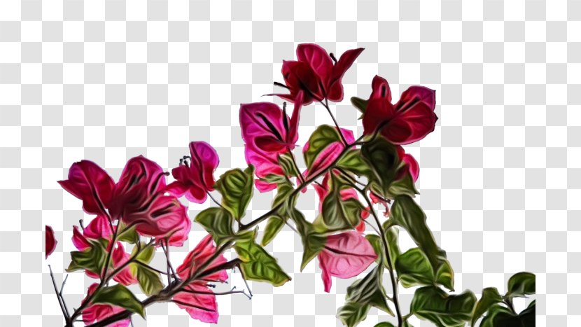 Flower Flowering Plant Petal Pink - Anthurium - Magenta Transparent PNG