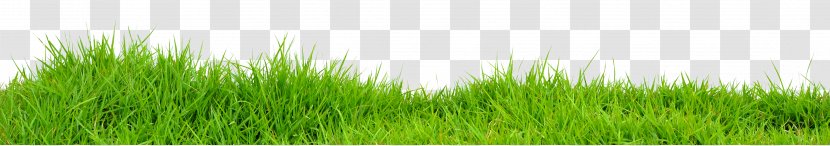 Vetiver Lawn Wheatgrass Meadow Green - Grass Family - Images Transparent PNG