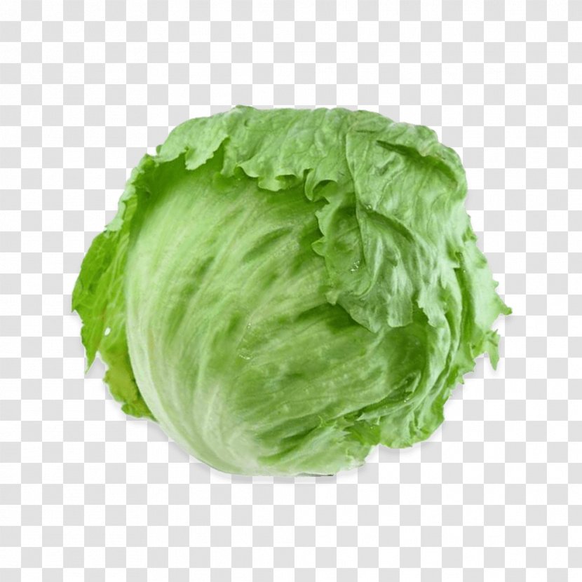 Romaine Lettuce Iceberg Vegetable Salad Rijk Zwaan - Greens Transparent PNG