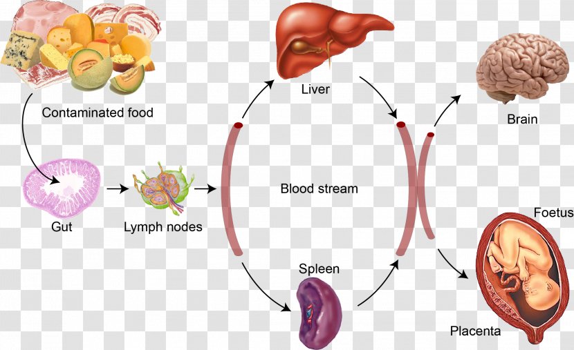 Listeria Monocytogenes Listeriosis Infection Bacteria Food Poisoning - Flower - Contaminated Transparent PNG
