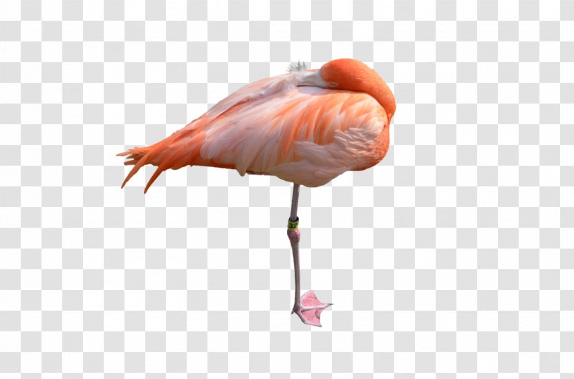 Water Bird Ibis Stock Photography Beak - Organism - Flamingo Transparent PNG