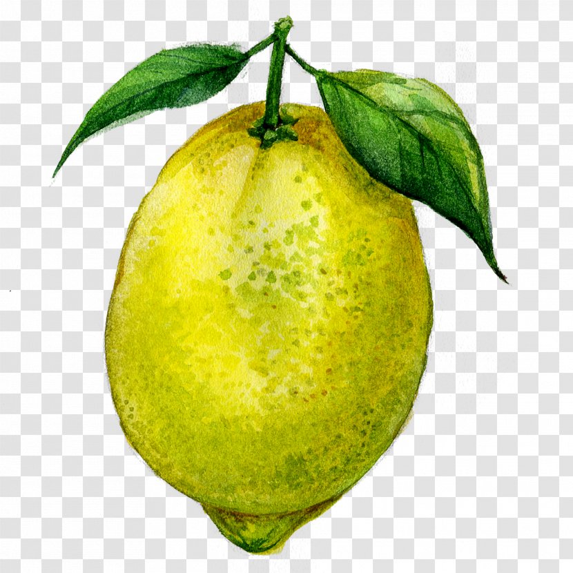 Juice Lemon Fruit Drawing - Painting Transparent PNG