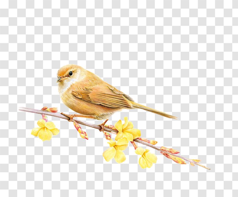 Bird Domestic Canary Colored Pencil Season Summer - Sparrow Transparent PNG