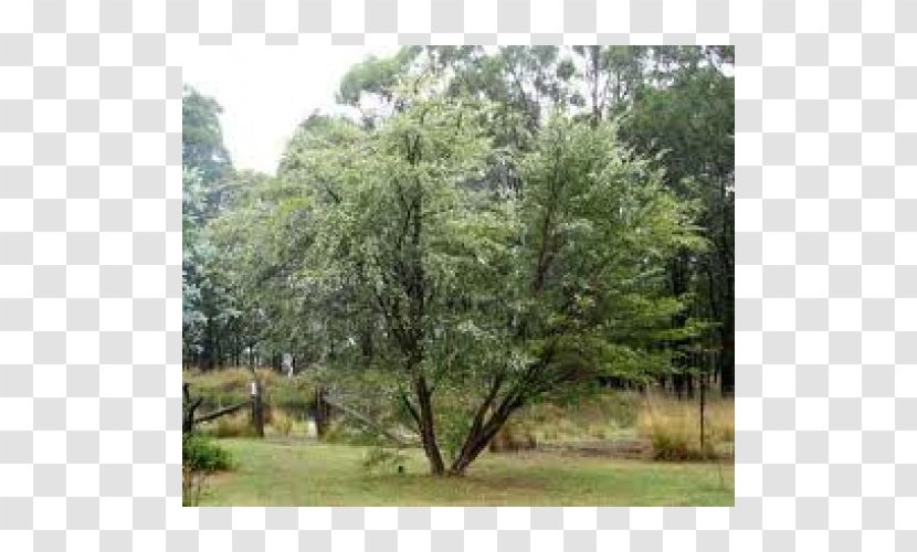 Tree Major Oak Lemon Myrtle Leptospermum Liversidgei - Property - Rockery Transparent PNG