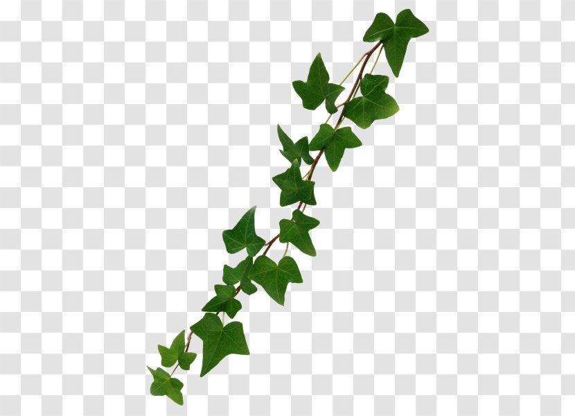 Vine Common Ivy - Twig Transparent PNG