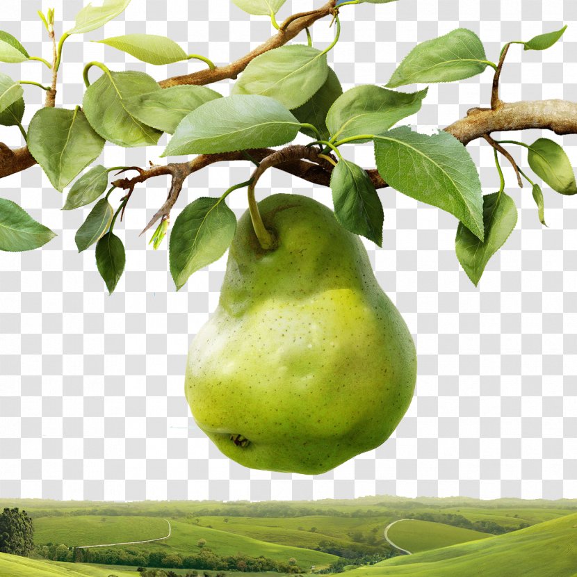 Pear Tree Transparent PNG
