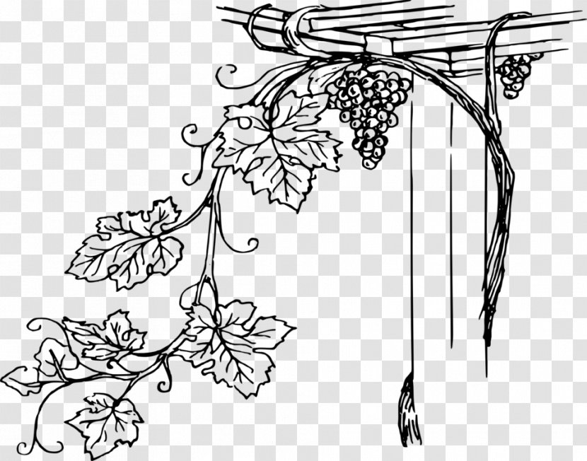 Common Grape Vine Wine Vitis Girdiana - Line Art Transparent PNG