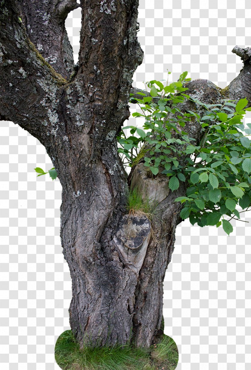 Tree Stock DeviantArt - Bonsai - Trees Transparent PNG
