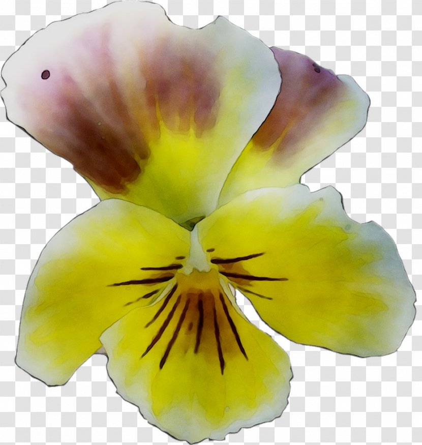 Pansy Yellow - Flowering Plant - Iris Transparent PNG