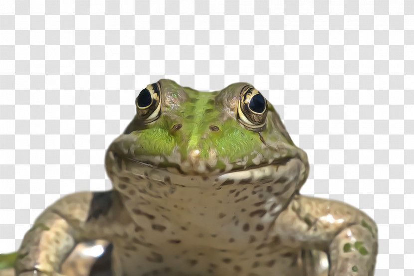Toad Amphibians Frogs American Bullfrog Tree Frog Transparent PNG