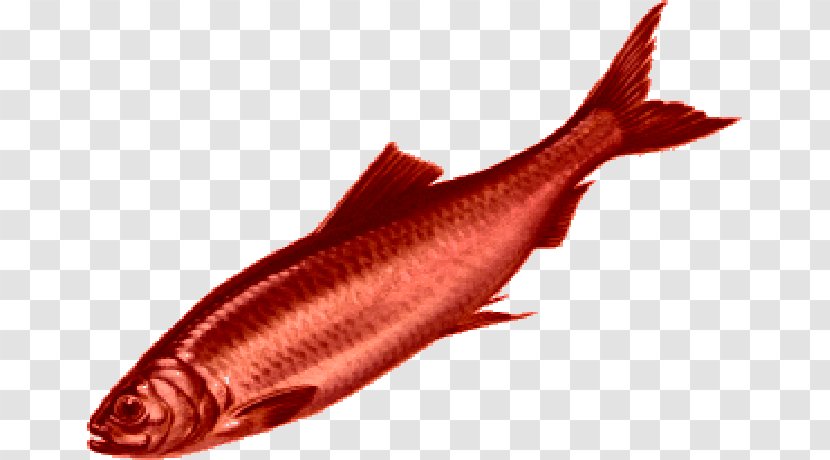 Red Herring TV Tropes Fish Idiom - Salmon Transparent PNG