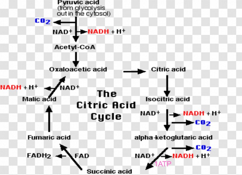 Cellular Respiration Citric Acid Cycle Carbon Dioxide Pyruvic - Cell Transparent PNG