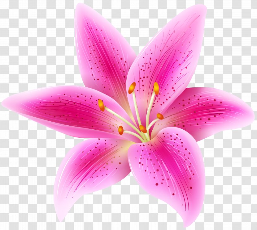 Tiger Lily Lilium 'Stargazer' Pink Flowers Clip Art - Flower Transparent PNG
