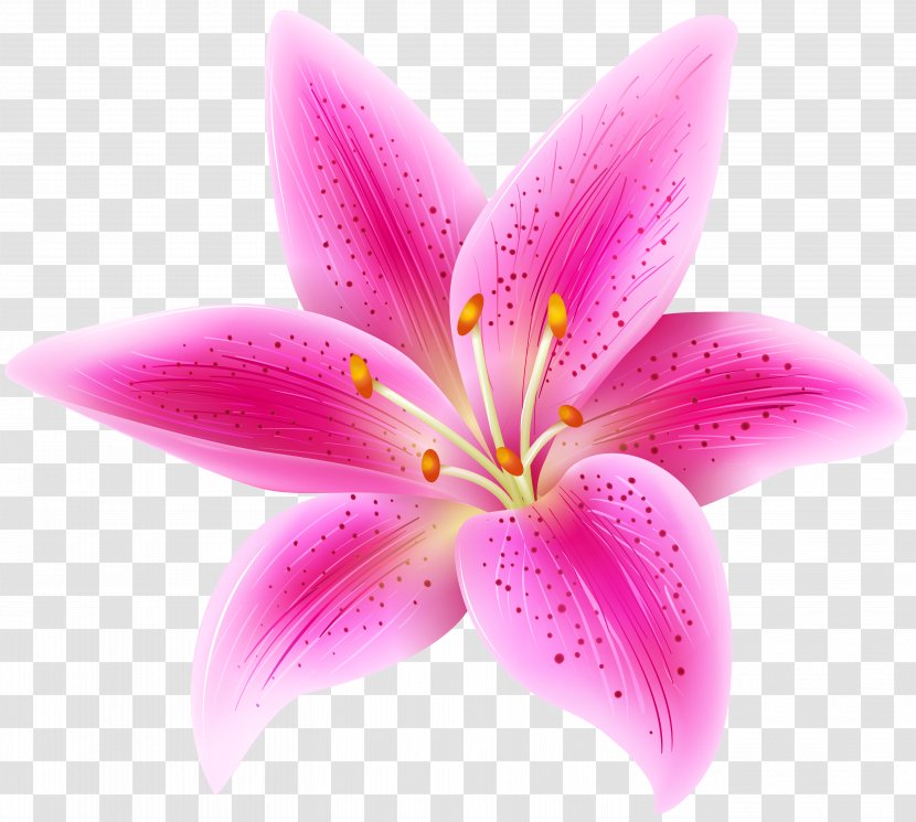 Tiger Lily Lilium Stargazer Pink Flowers Clip Art Flower Transparent PNG