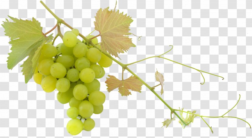 Wine Common Grape Vine Balsamic Vinegar Olive Oil Transparent PNG