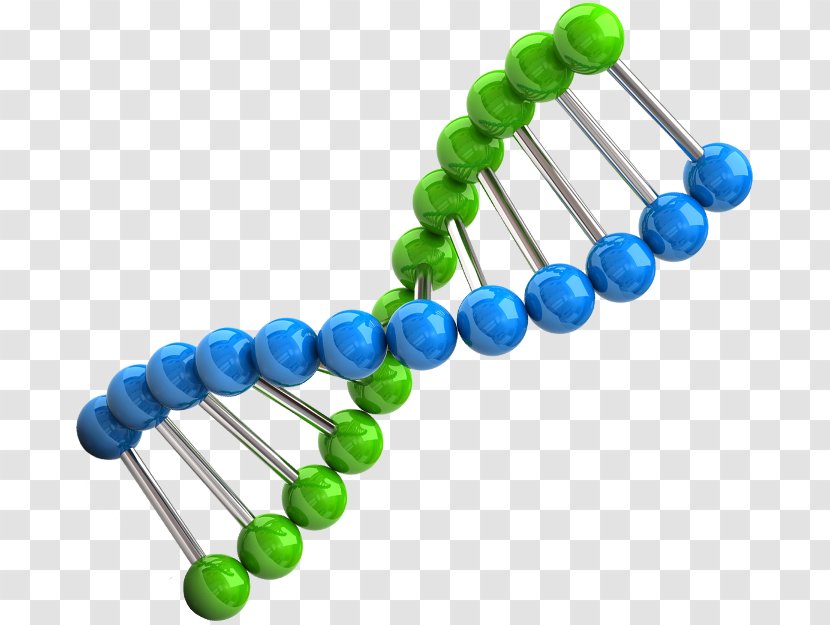 Chromosome Genetics DNA Clip Art Biology - Bead - Sequencing Transparent PNG