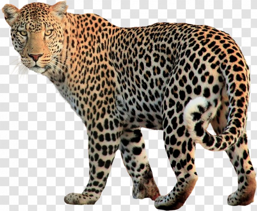 Jaguar Leopard Felidae Clip Art - Cheetah - Cartoon Cat Transparent PNG